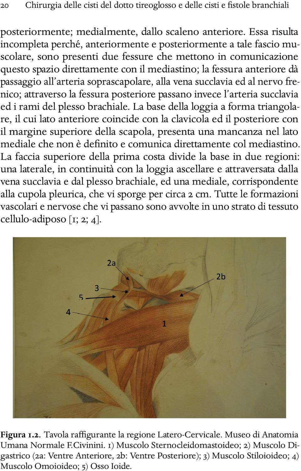 anteriore dà passaggio all arteria soprascapolare, alla vena succlavia ed al nervo frenico; attraverso la fessura posteriore passano invece l arteria succlavia ed i rami del plesso brachiale.