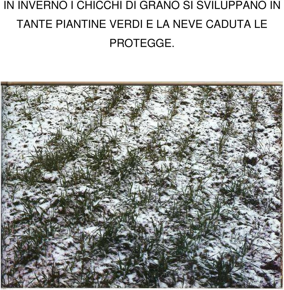 TANTE PIANTINE VERDI E