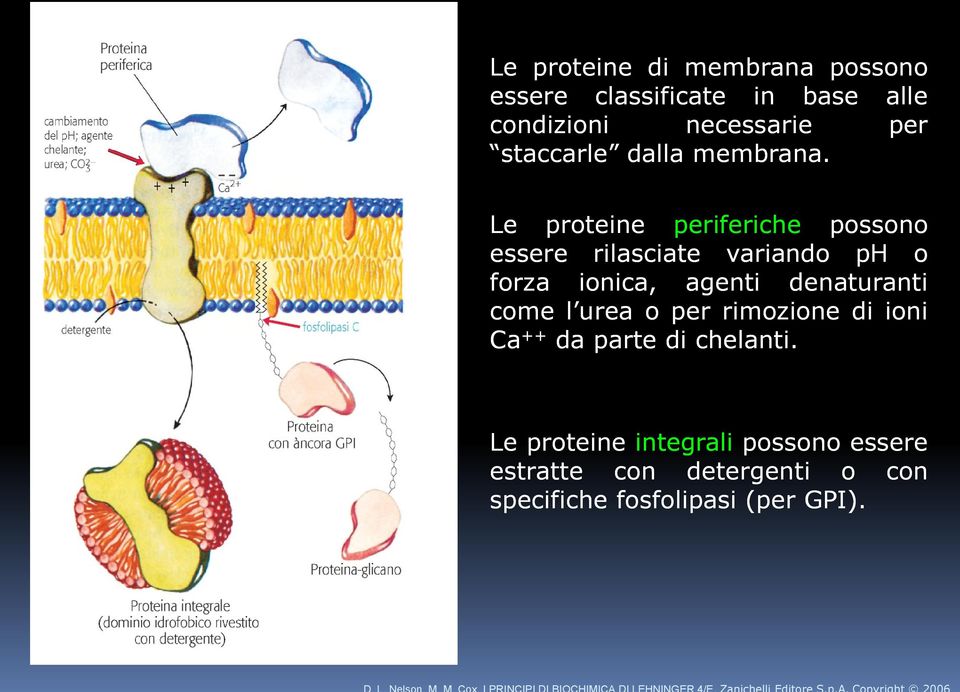 Le proteine periferiche possono essere rilasciate variando ph o forza ionica, agenti