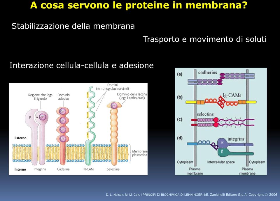 Interazione cellula-cellula e adesione D. L. Nelson, M.