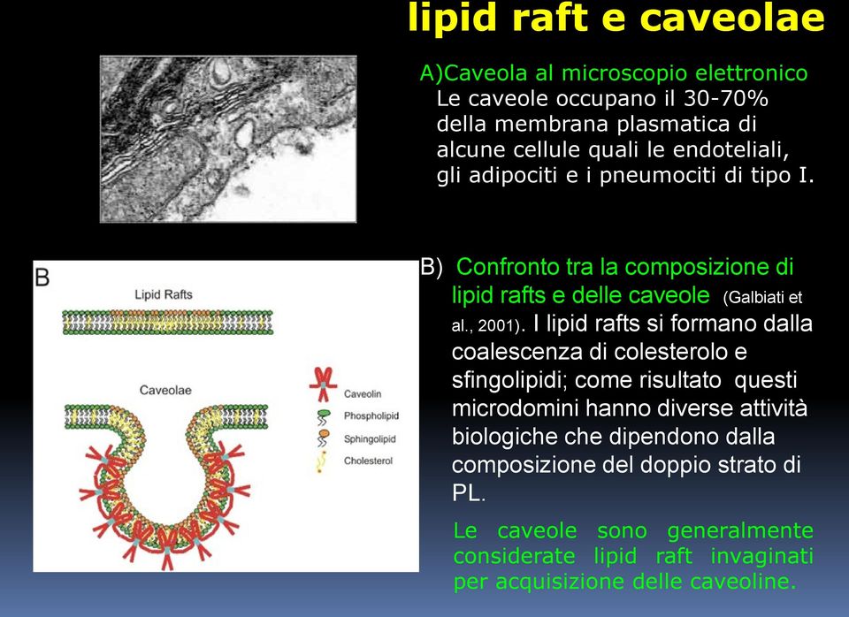 I lipid rafts si formano dalla coalescenza di colesterolo e sfingolipidi; come risultato questi microdomini hanno diverse attività biologiche