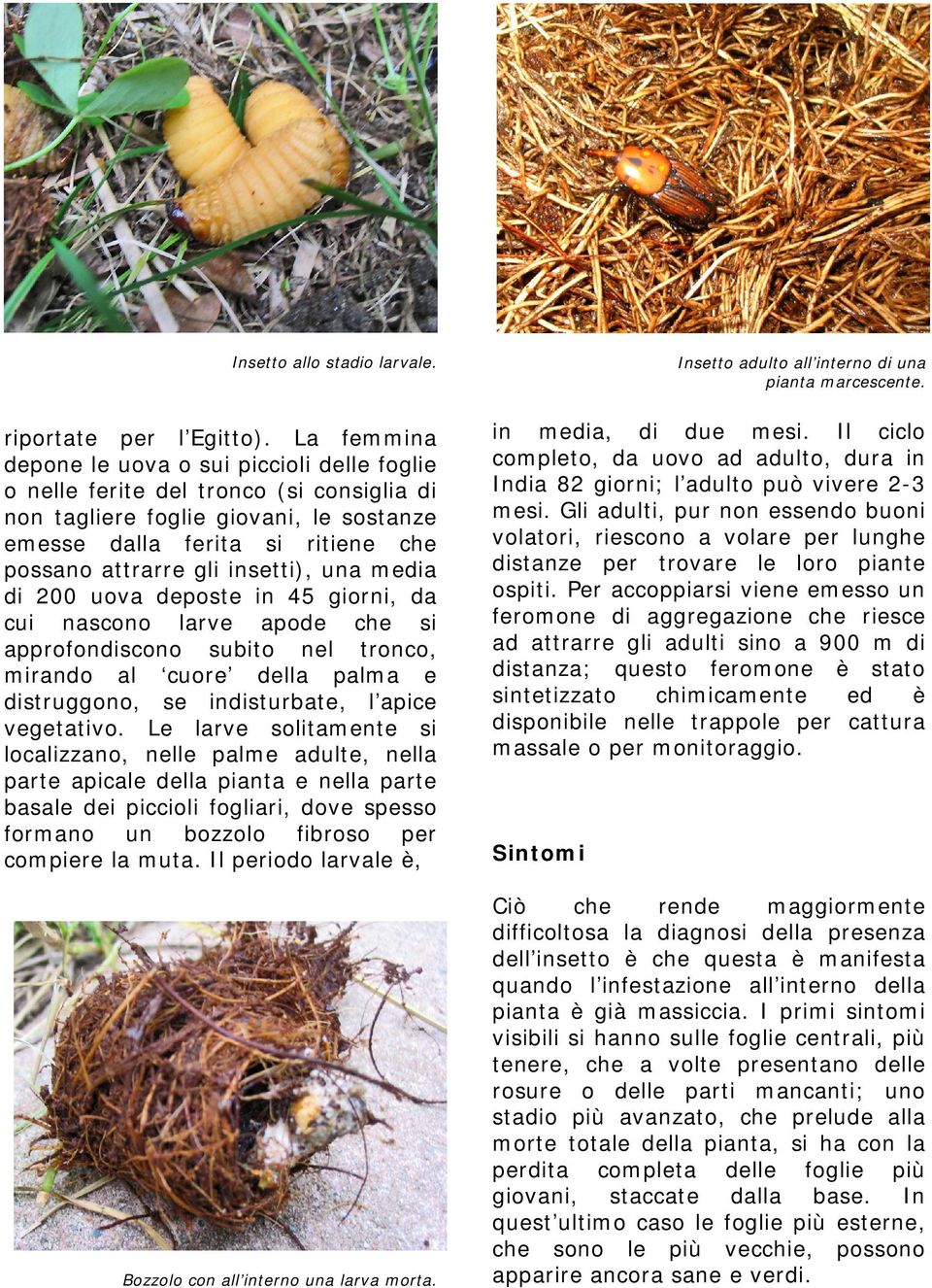 insetti), una media di 200 uova deposte in 45 giorni, da cui nascono larve apode che si approfondiscono subito nel tronco, mirando al cuore della palma e distruggono, se indisturbate, l apice