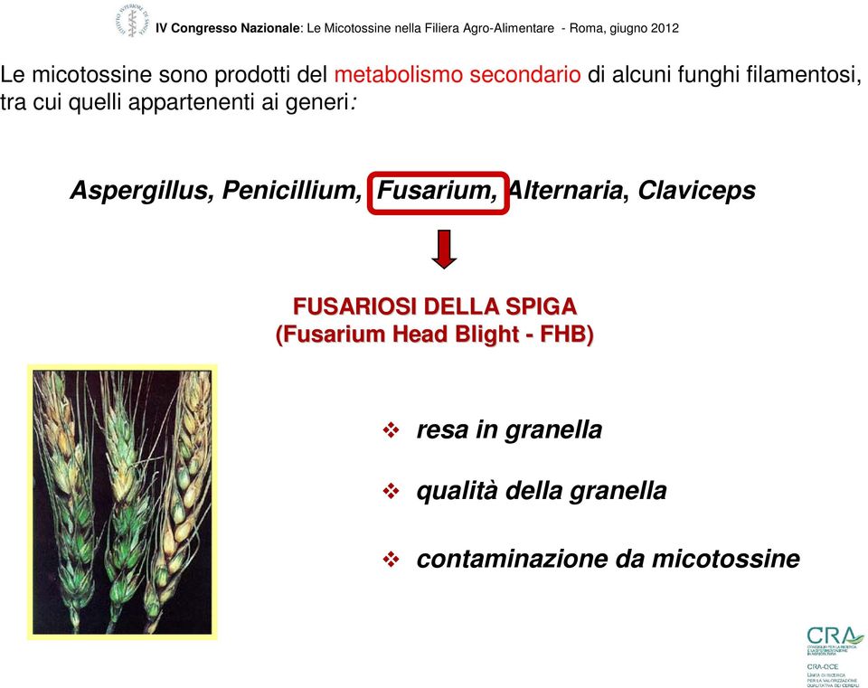 appartenenti ai generi: Aspergillus, Penicillium, Fusarium, Alternaria, Claviceps FUSARIOSI DELLA
