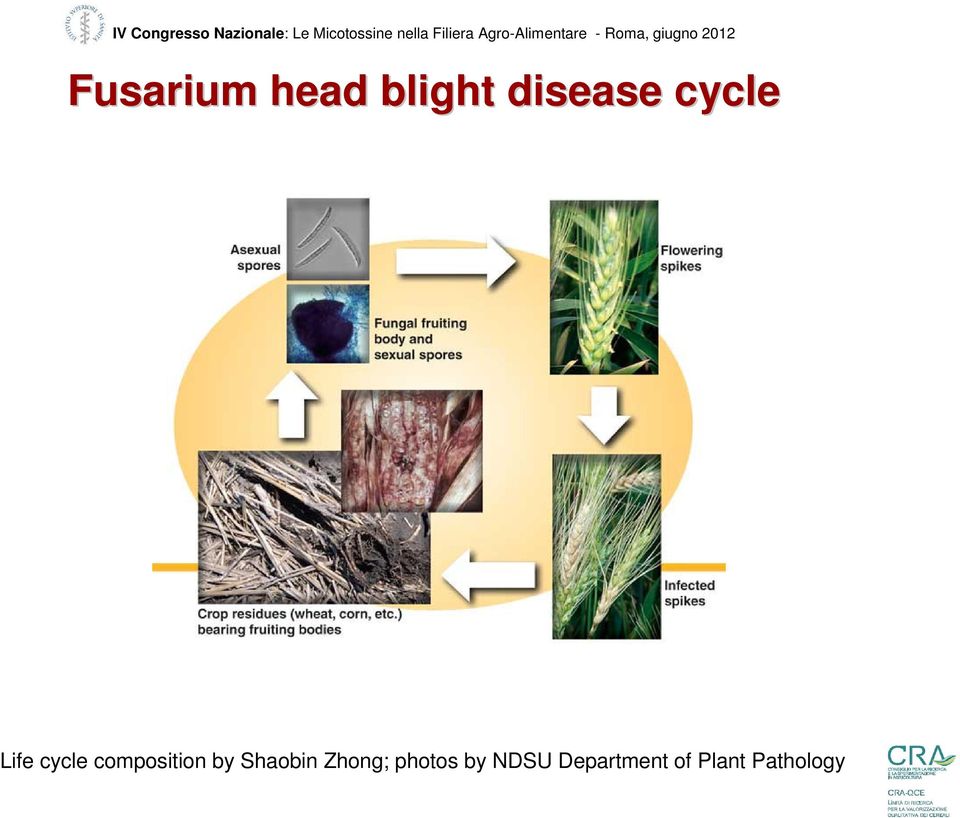 head blight disease cycle Life cycle composition by