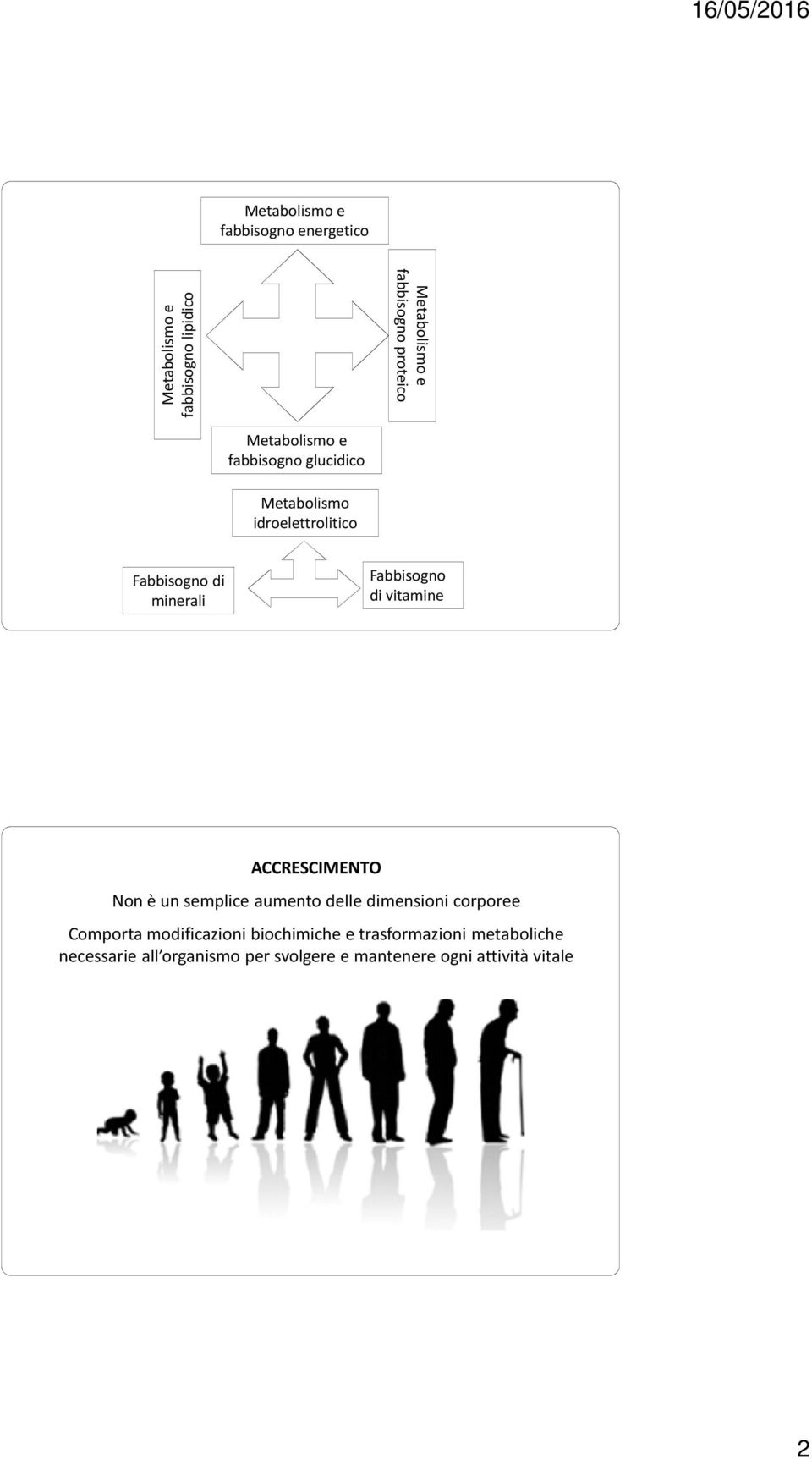 vitamine ACCRESCIMENTO Non è un semplice aumento delle dimensioni corporee Comporta modificazioni