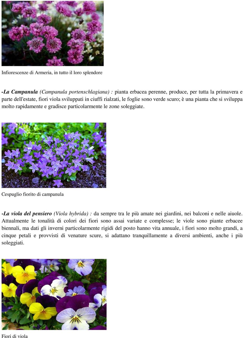 Cespuglio fiorito di campanula -La viola del pensiero (Viola hybrida) : da sempre tra le più amate nei giardini, nei balconi e nelle aiuole.