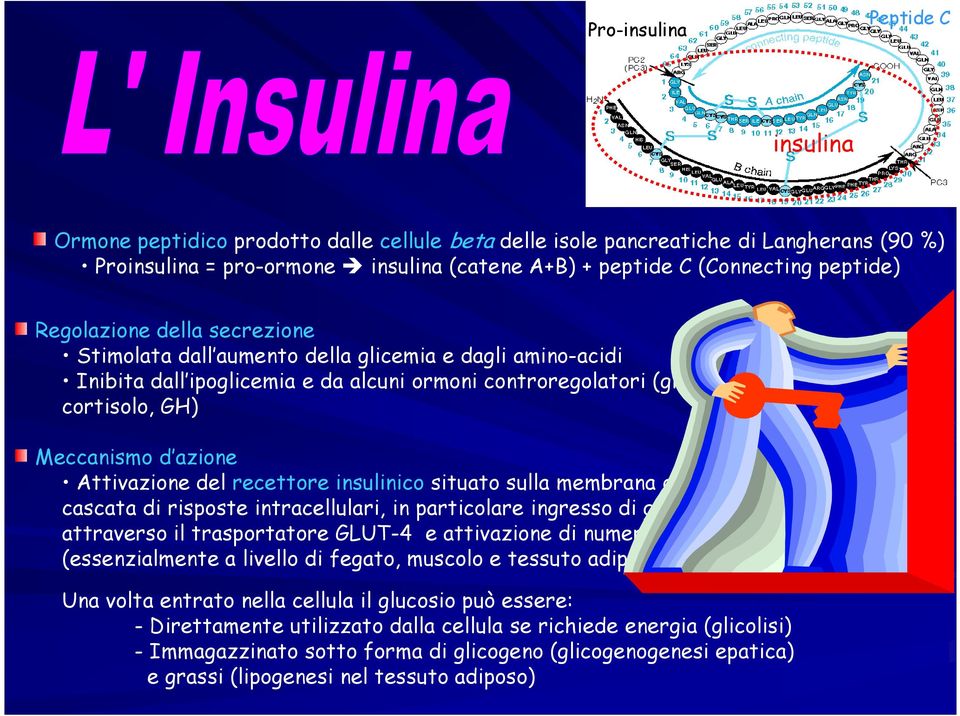 Meccanismo d azione Attivazione del recettore insulinico situato sulla membrana delle cellule bersaglio cascata di risposte intracellulari, in particolare ingresso di glucosio nella cellula