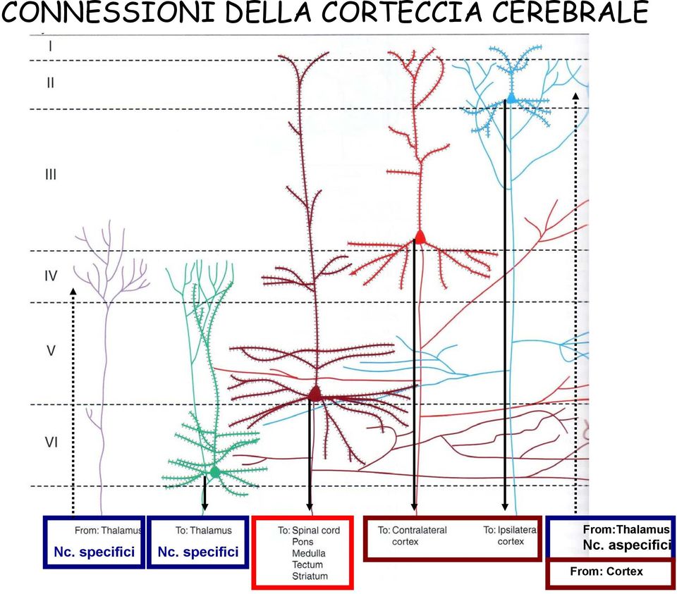 specifici Nc.