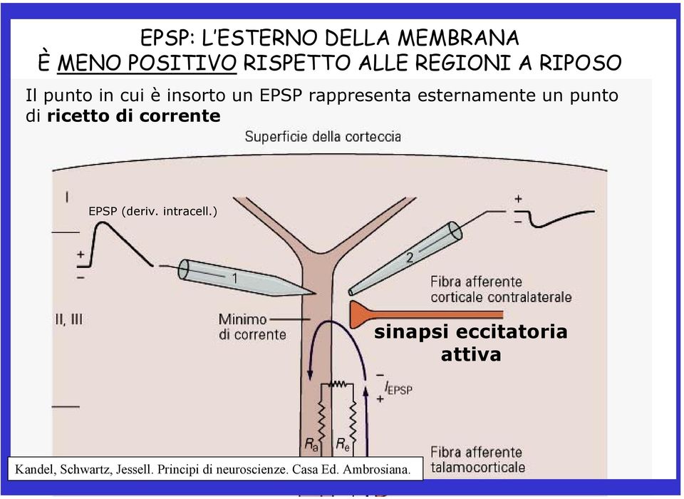 punto di ricetto di corrente EPSP (deriv. intracell.