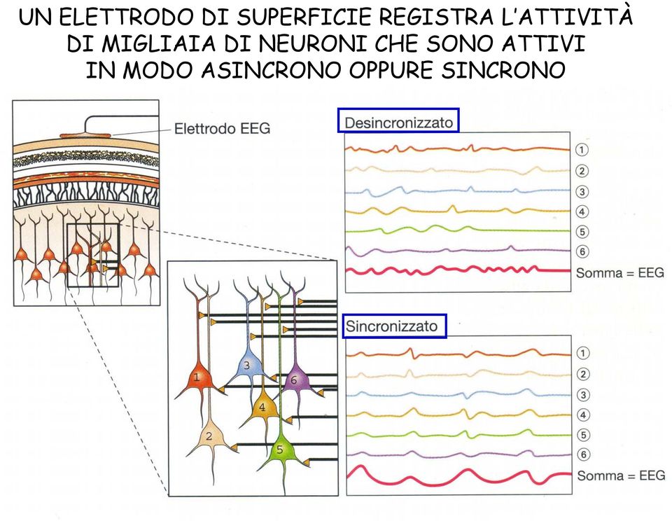 MIGLIAIA DI NEURONI CHE SONO