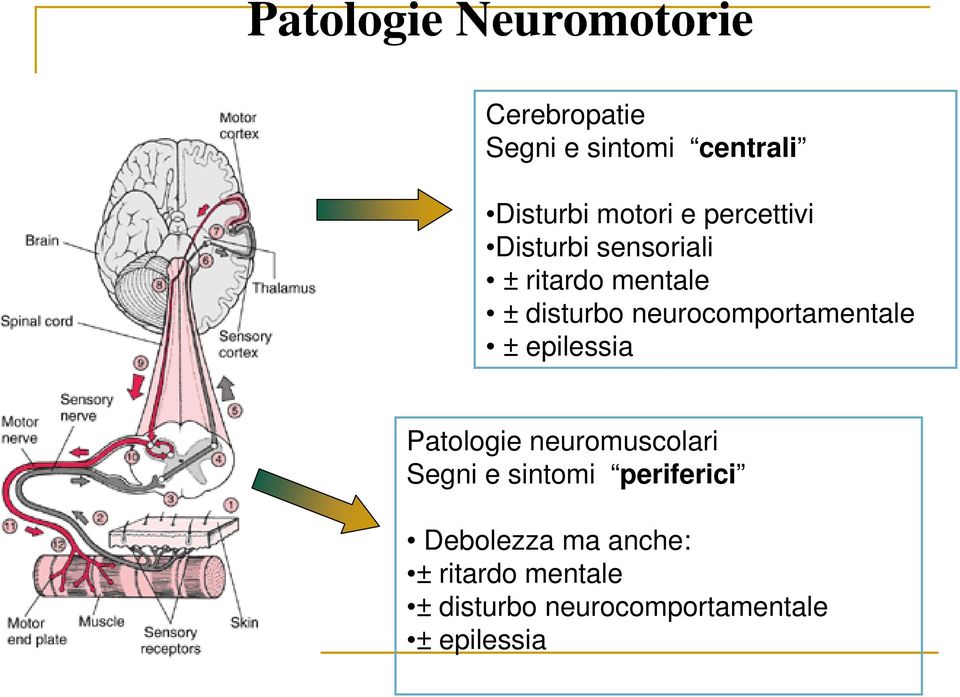 neurocomportamentale ± epilessia Patologie neuromuscolari Segni e sintomi