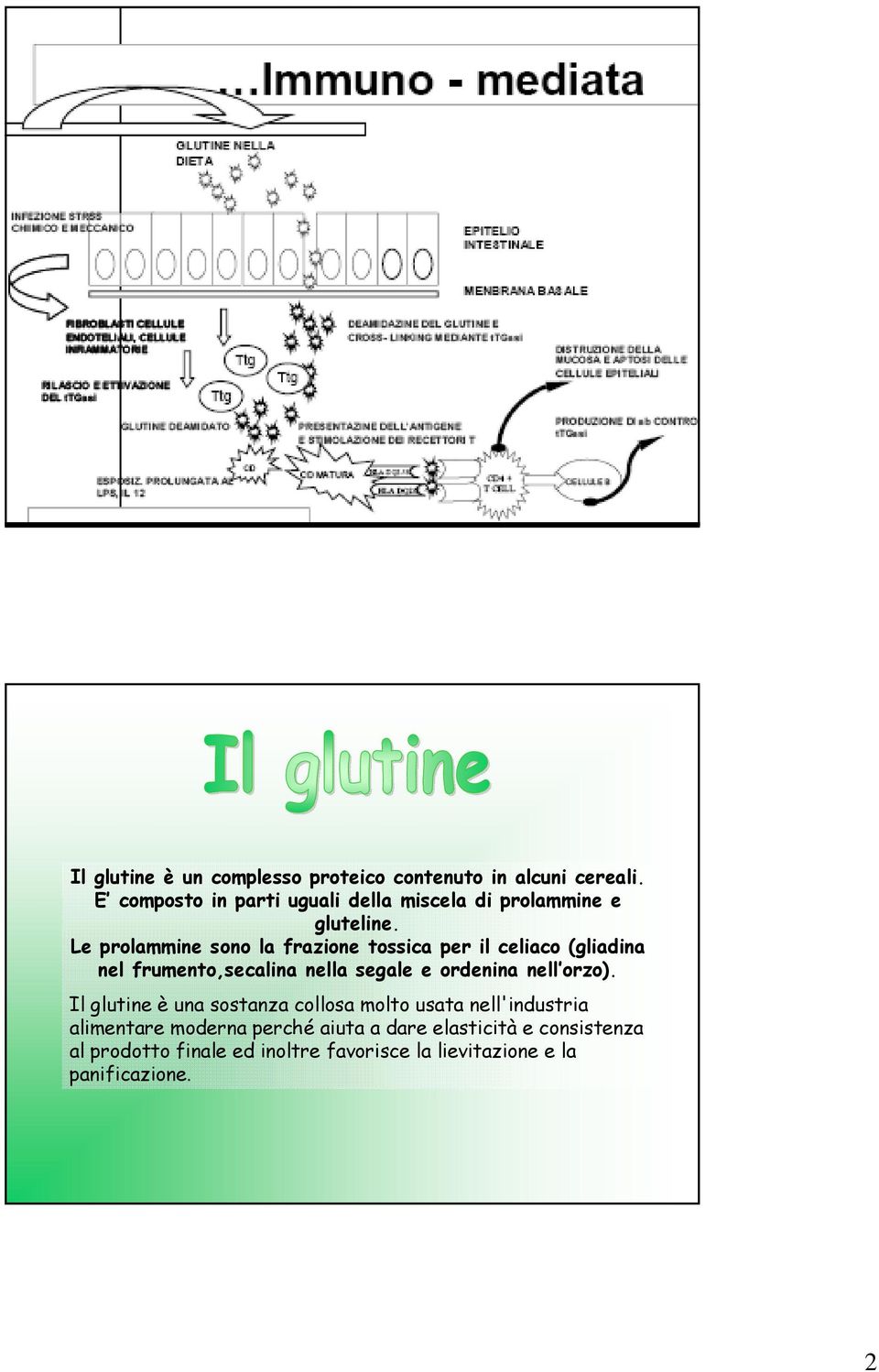 Le prolammine sono la frazione tossica per il celiaco (gliadina nel frumento,secalina nella segale e ordenina