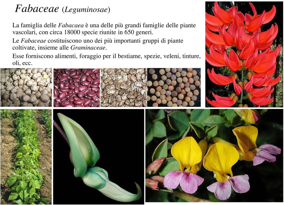 Le Fabaceae costituiscono uno dei più importanti gruppi di piante coltivate, insieme