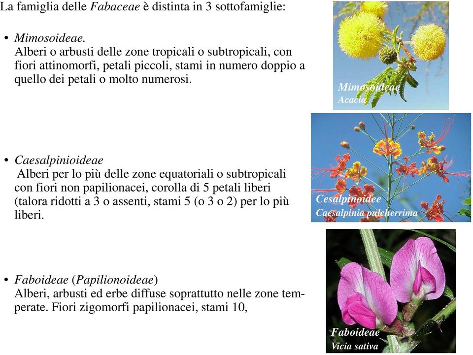 Mimosoideae Acacia Caesalpinioideae Alberi per lo più delle zone equatoriali o subtropicali con fiori non papilionacei, corolla di 5 petali liberi (talora