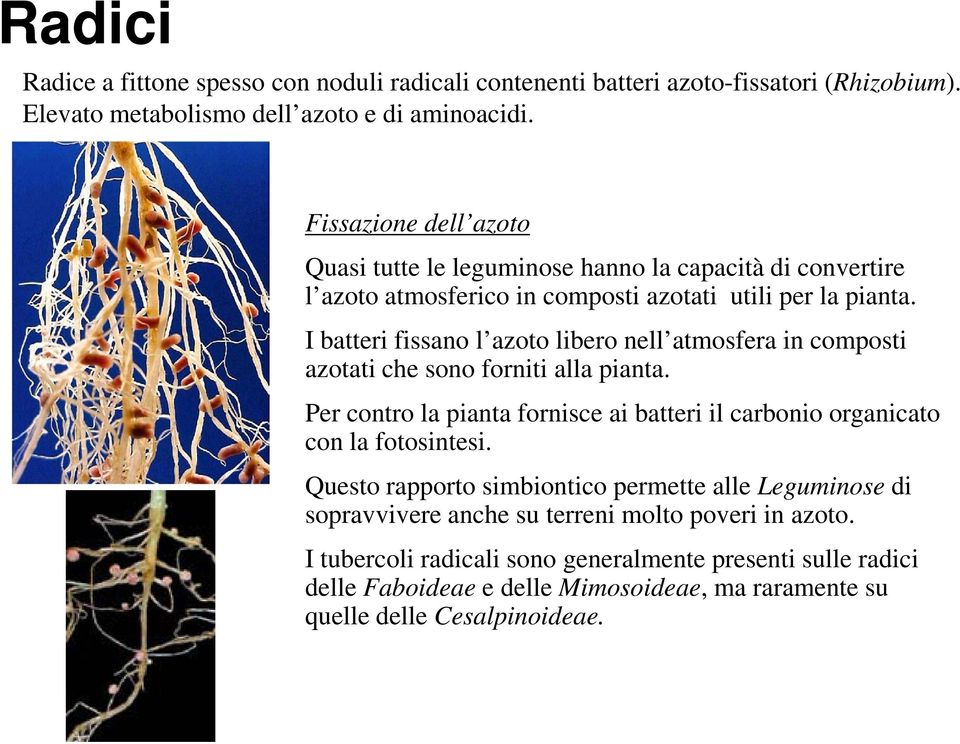 I batteri fissano l azoto libero nell atmosfera in composti azotati che sono forniti alla pianta. Per contro la pianta fornisce ai batteri il carbonio organicato con la fotosintesi.