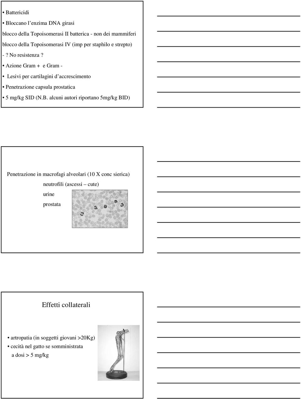 Azione Gram + e Gram - Lesivi per cartilagini d accrescimento Penetrazione capsula prostatica 5 mg/kg SID (N.B.