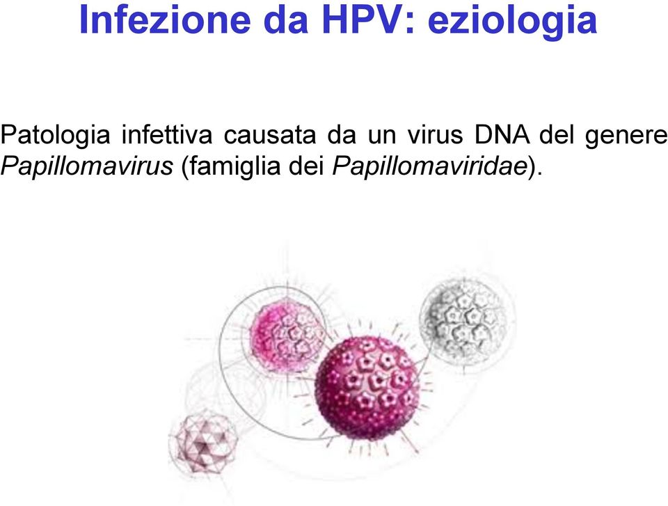 un virus DNA del genere