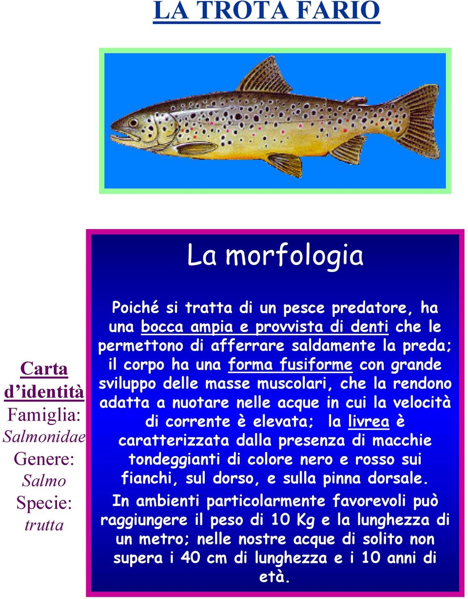 cui la velocità di corrente è elevata; la livrea è caratterizzata dalla presenza di macchie tondeggianti di colore nero e rosso sui fianchi, sul dorso, e sulla pinna dorsale.