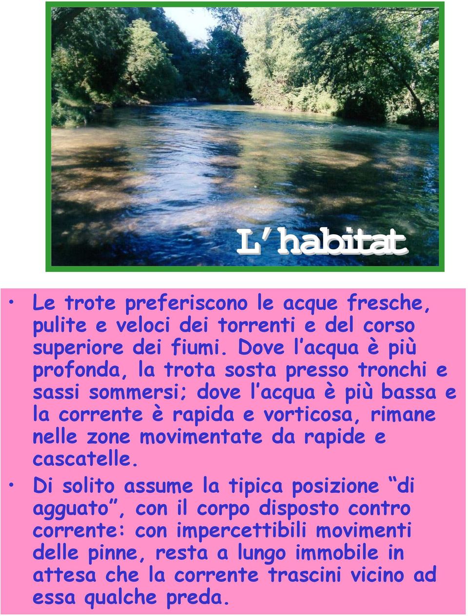 vorticosa, rimane nelle zone movimentate da rapide e cascatelle.