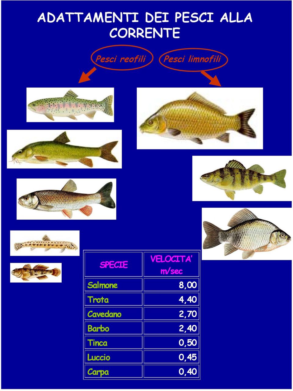 m/sec Salmone 8,00 Trota 4,40 Cavedano