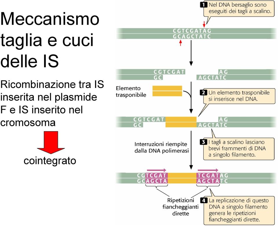 IS inserita nel plasmide F e