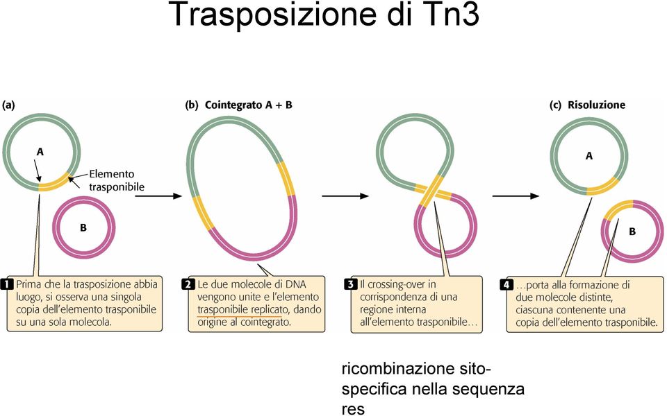 ricombinazione