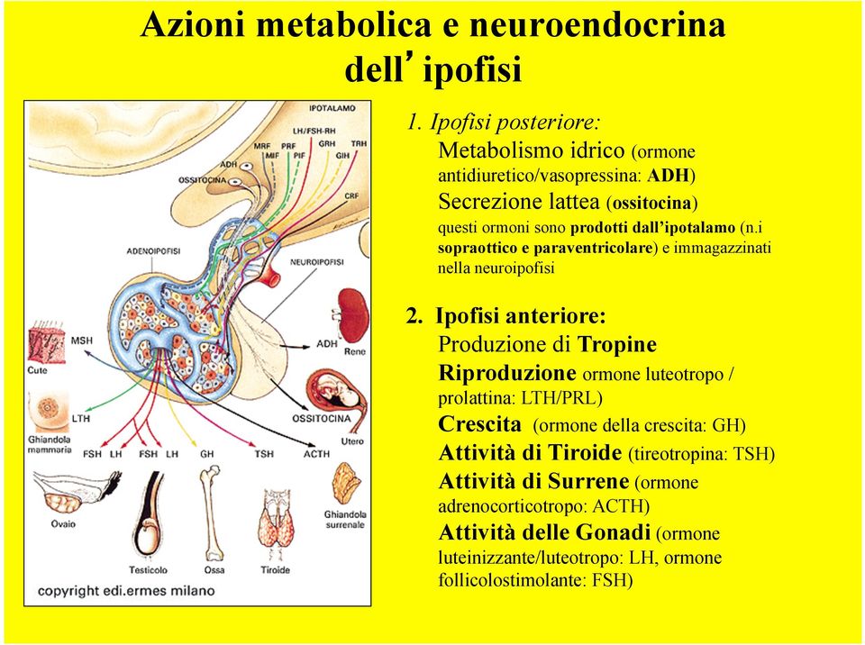 ipotalamo (n.i sopraottico e paraventricolare) e immagazzinati nella neuroipofisi 2.