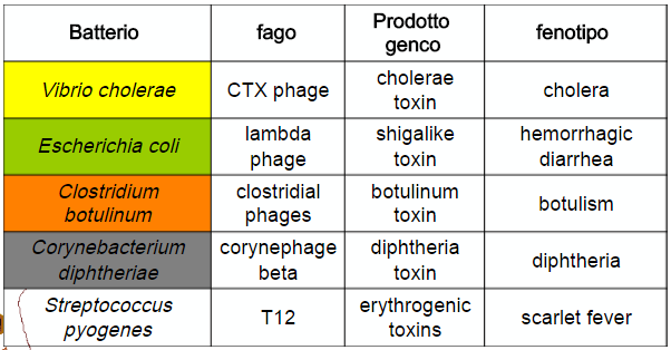 Conversione lisogenica Integrazione del genoma fagico mediante ricombinazione sito-specifica DNA profagico silente (anche per lunghi periodi) Particolari condizioni ambientali (carenza ionica,