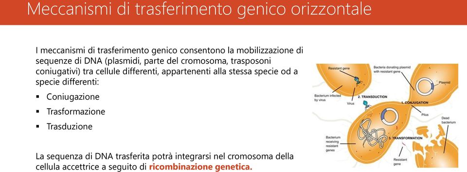 specie od a specie differenti: Coniugazione Trasformazione Trasduzione La sequenza di DNA