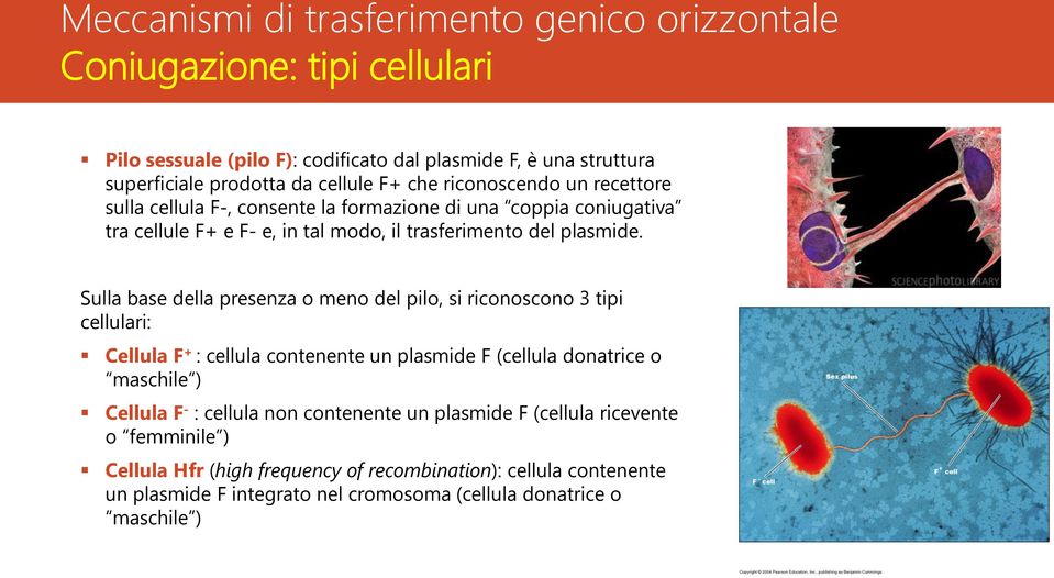 Sulla base della presenza o meno del pilo, si riconoscono 3 tipi cellulari: Cellula F + : cellula contenente un plasmide F (cellula donatrice o maschile ) Cellula F -