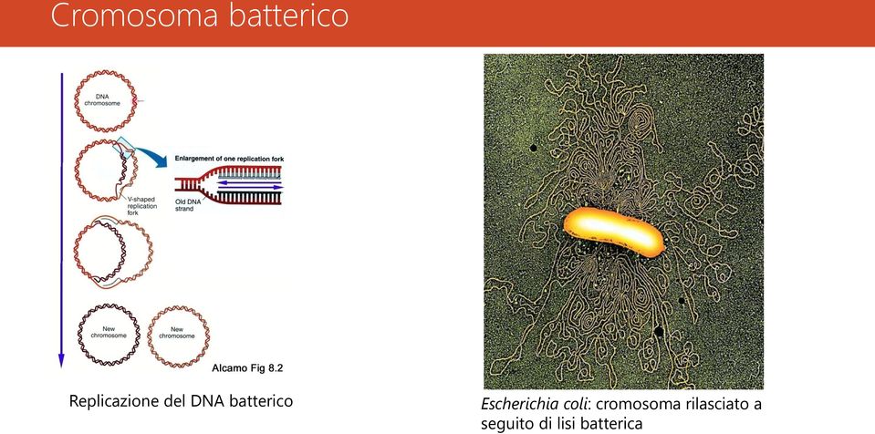 batterico Escherichia coli:
