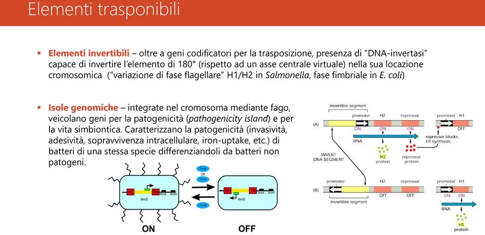 coli) Isole genomiche integrate nel cromosoma mediante fago, veicolano geni per la patogenicità (pathogenicity island) e per la vita simbiontica.