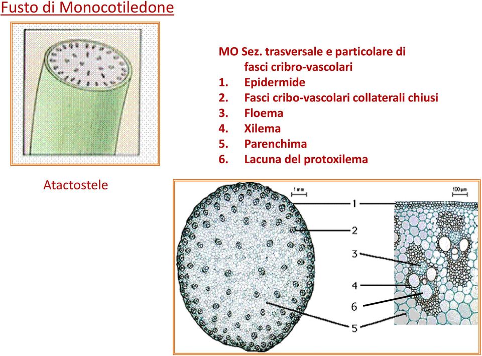 Epidermide 2.