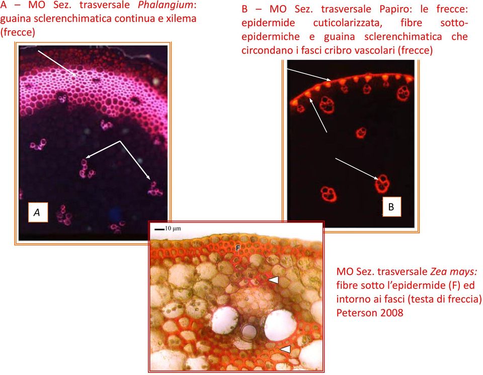 trasversale Papiro: le frecce: epidermide cuticolarizzata, fibre sottoepidermiche e guaina