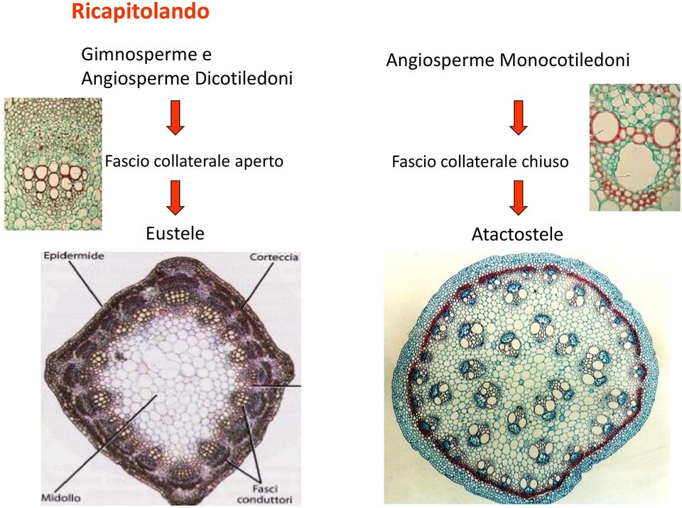 Monocotiledoni Fascio collaterale