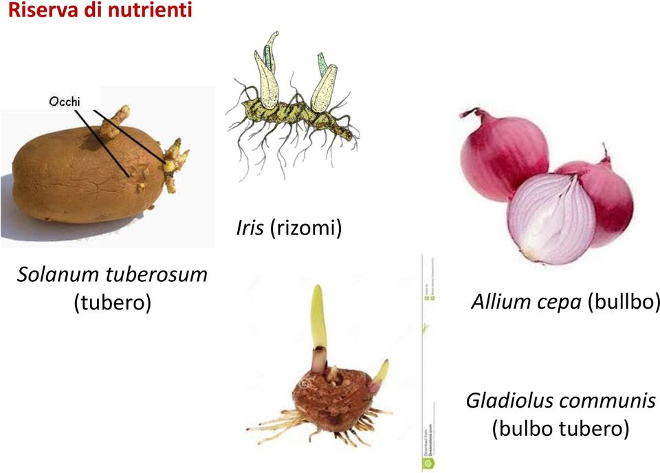 (tubero) Allium cepa