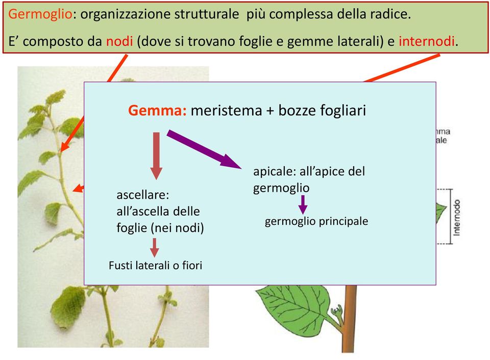 Gemma: meristema + bozze fogliari ascellare: all ascella delle foglie (nei