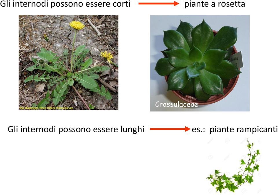 Crassulaceae  lunghi es.