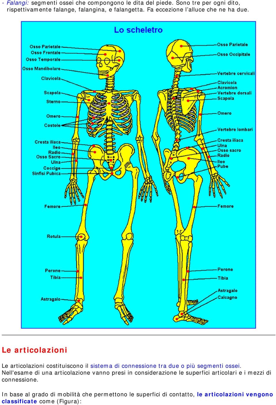Le articolazioni Le articolazioni costituiscono il sistema di connessione tra due o più segmenti ossei.