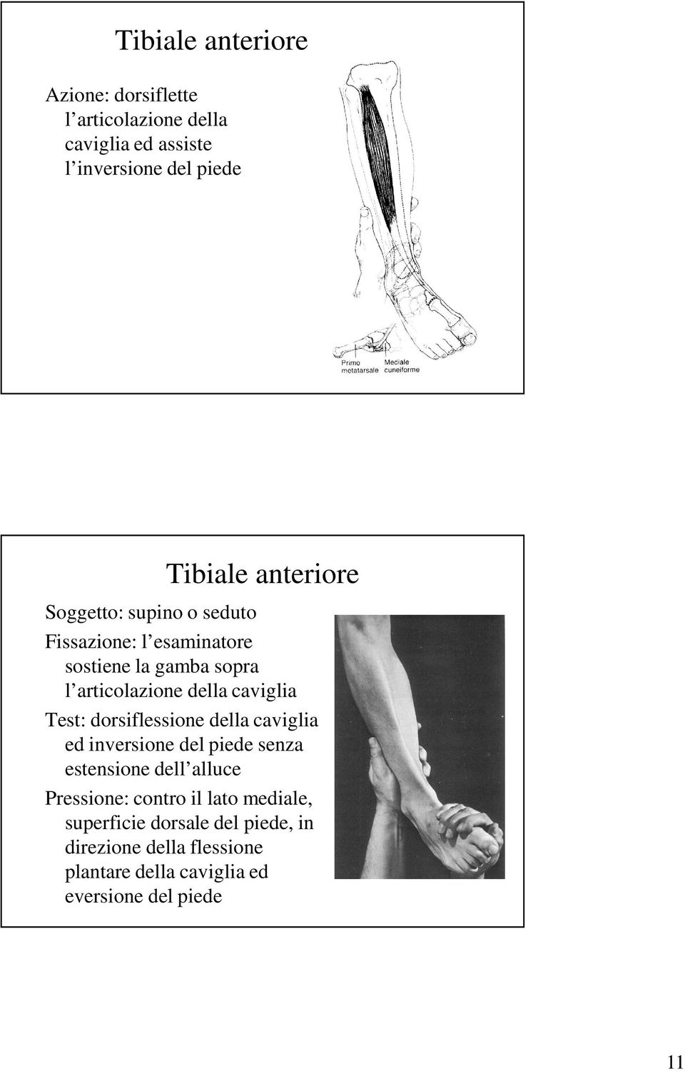 Test: dorsiflessione della caviglia ed inversione del piede senza estensione dell alluce Pressione: contro il lato