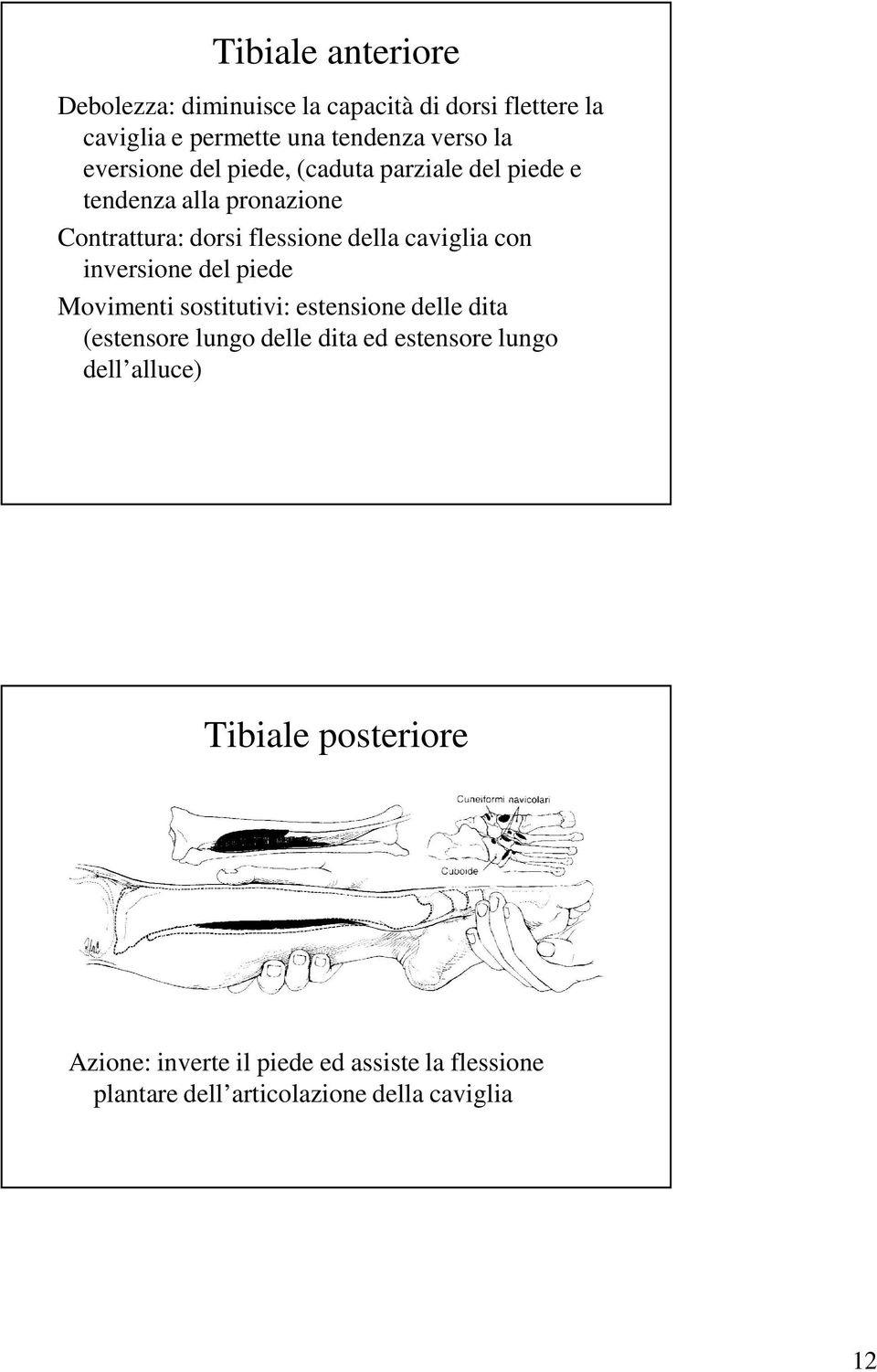 con inversione del piede Movimenti sostitutivi: estensione delle dita (estensore lungo delle dita ed estensore lungo