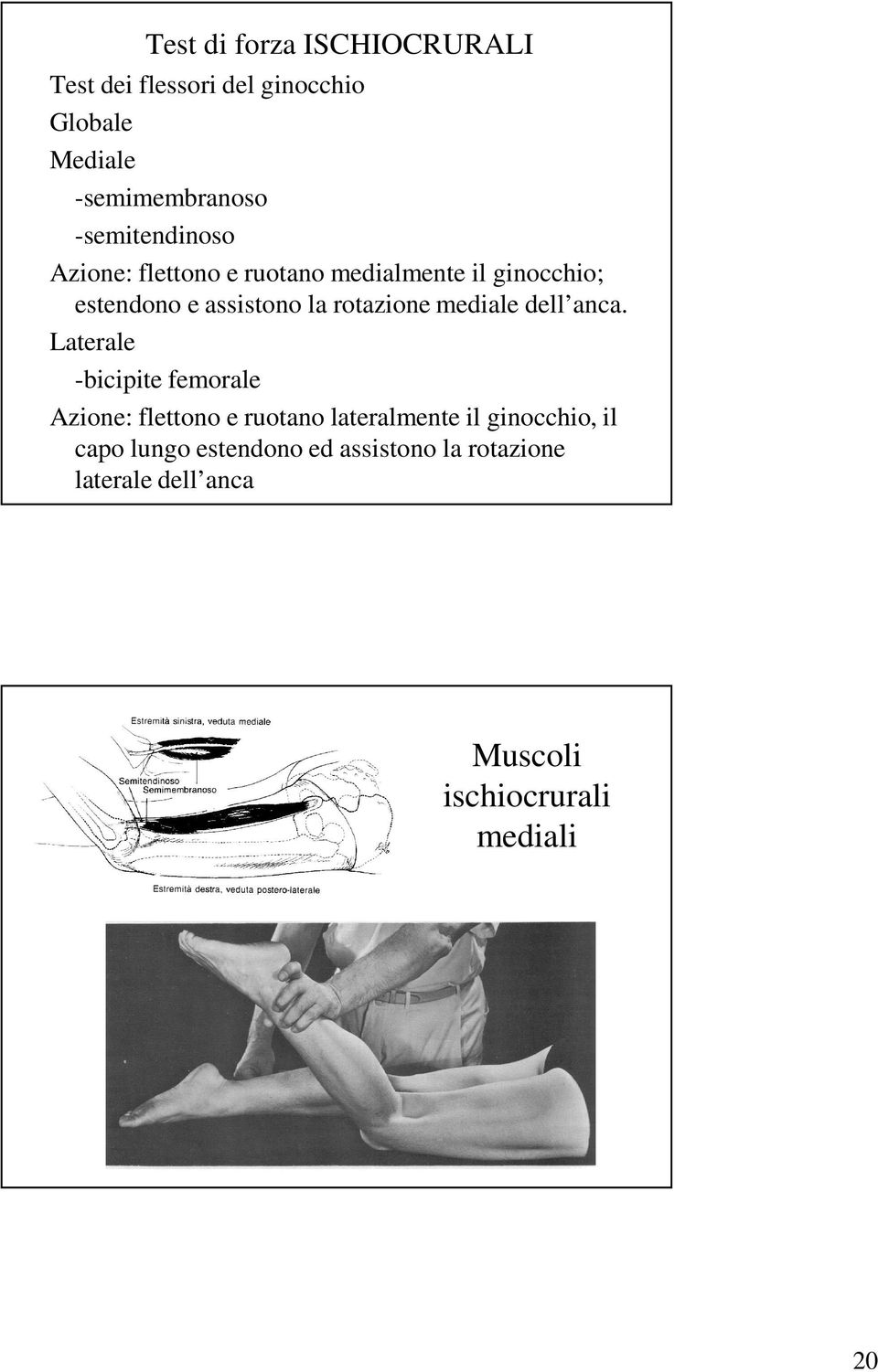 rotazione mediale dell anca.