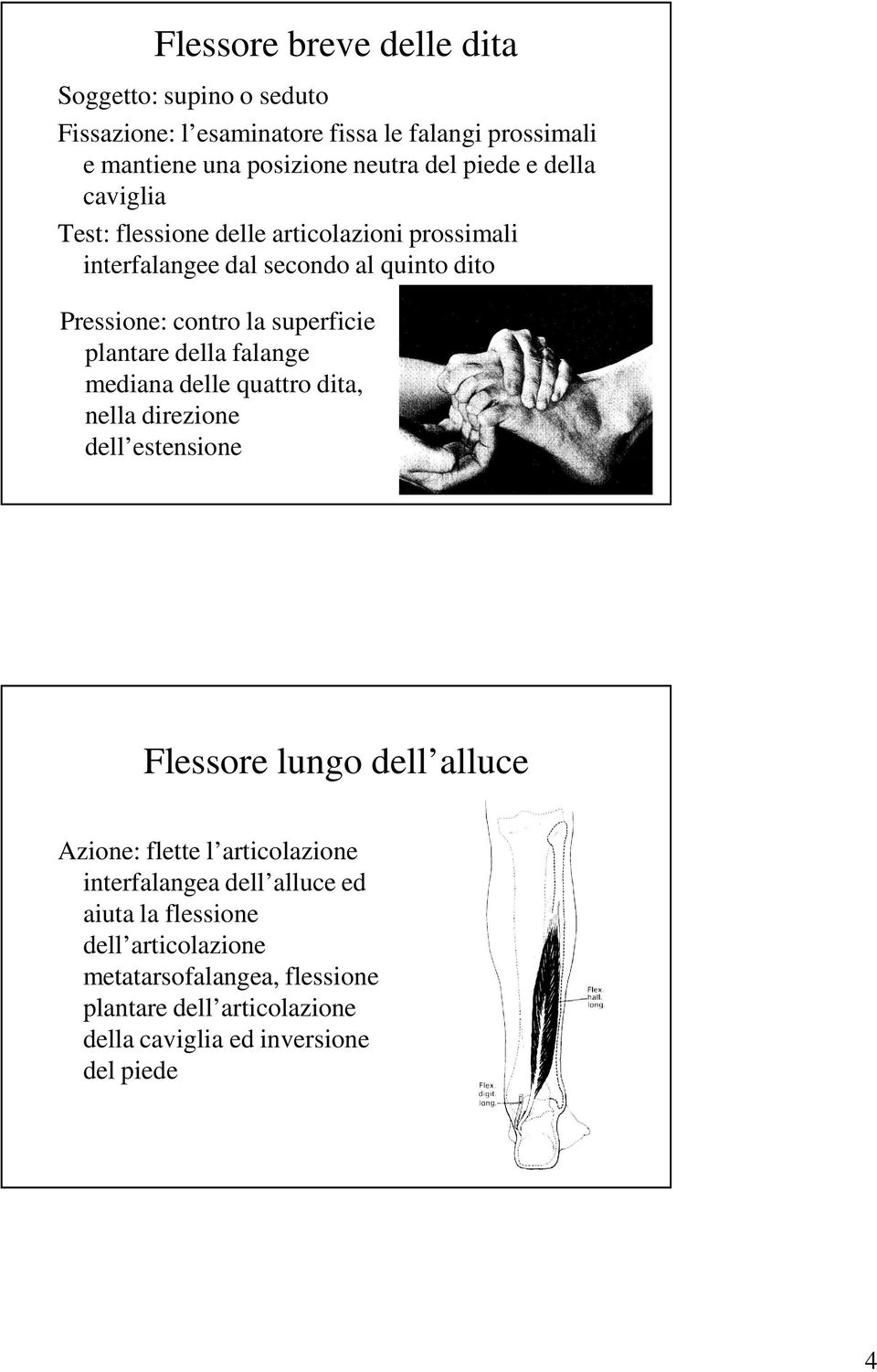 della falange mediana delle quattro dita, nella direzione dell estensione Flessore lungo dell alluce Azione: flette l articolazione interfalangea