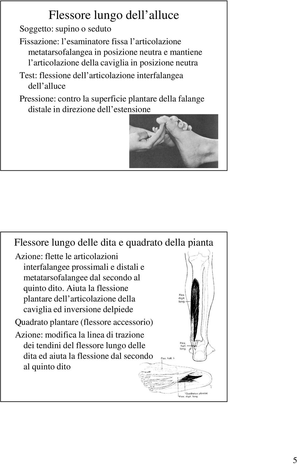 quadrato della pianta Azione: flette le articolazioni interfalangee prossimali e distali e metatarsofalangee dal secondo al quinto dito.