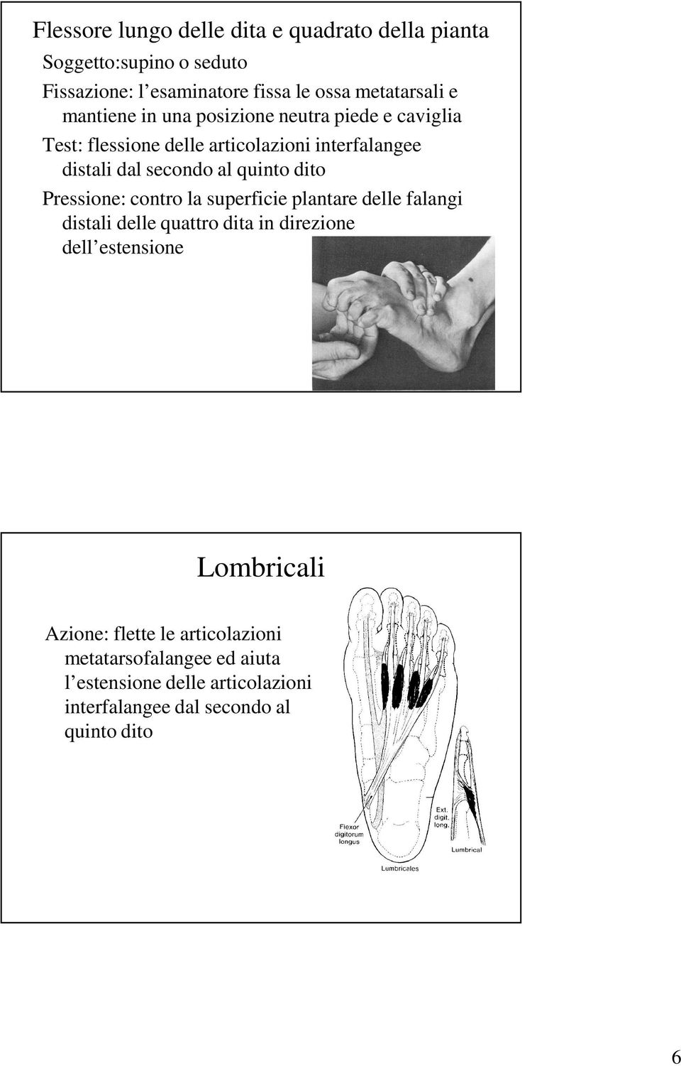 dito Pressione: contro la superficie plantare delle falangi distali delle quattro dita in direzione dell estensione Lombricali