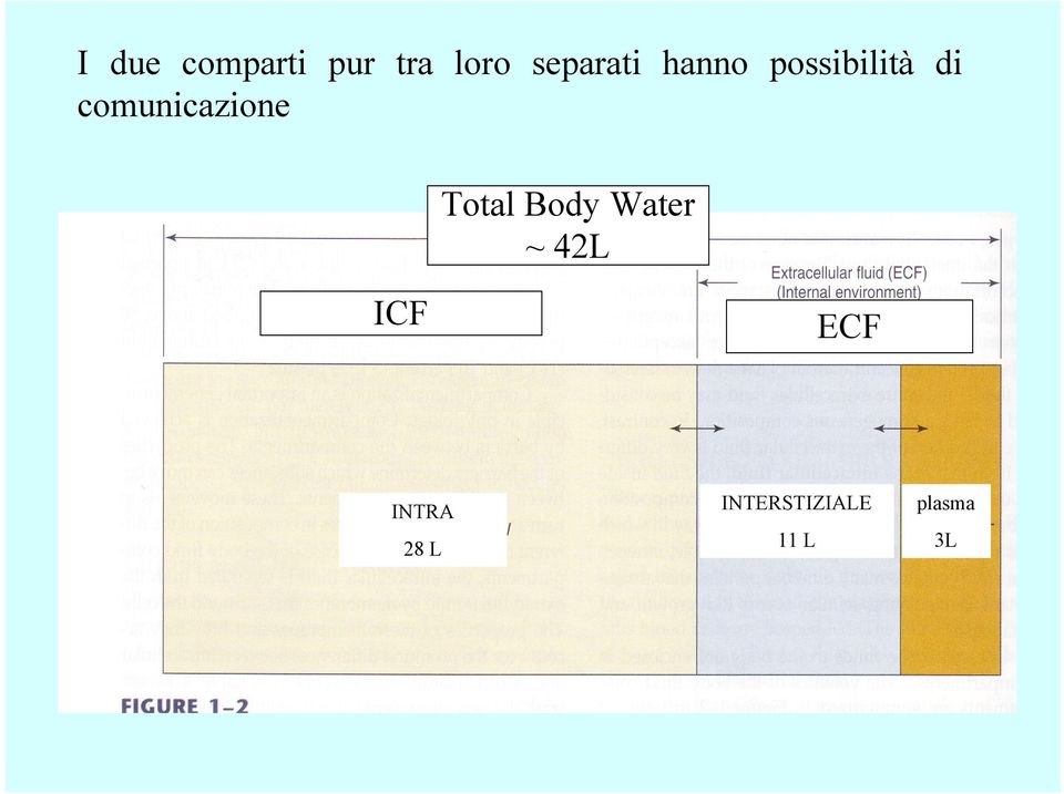 comunicazione Total Body Water ~