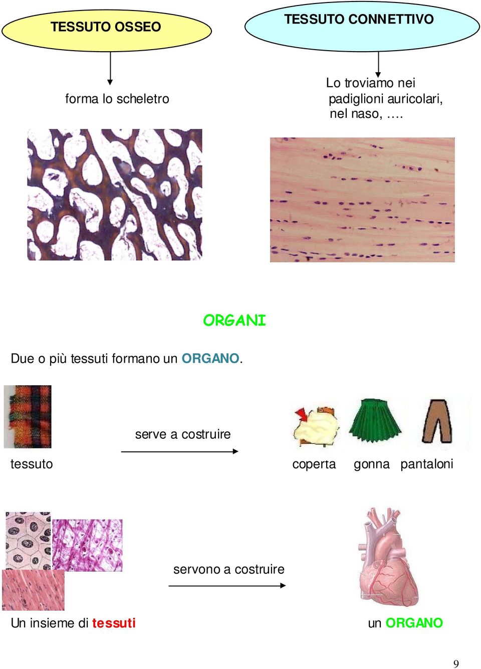 ORGANI Due o più tessuti formano un ORGANO.