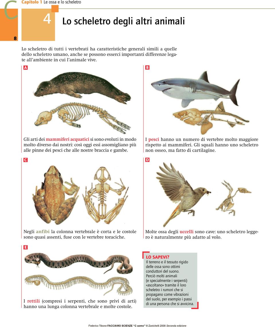 A B Gli arti dei mammiferi acquatici si sono evoluti in modo molto diverso dai nostri: così oggi essi assomigliano più alle pinne dei pesci che alle nostre braccia e gambe.