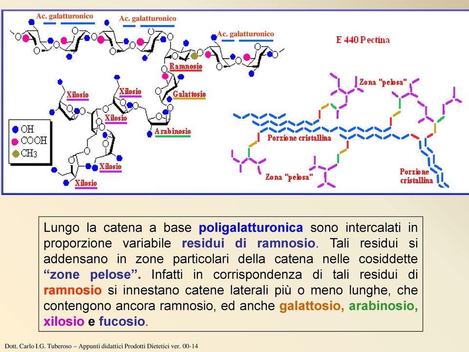 galatturonico Lungo la catena a base poligalatturonica sono intercalati in proporzione variabile residui di