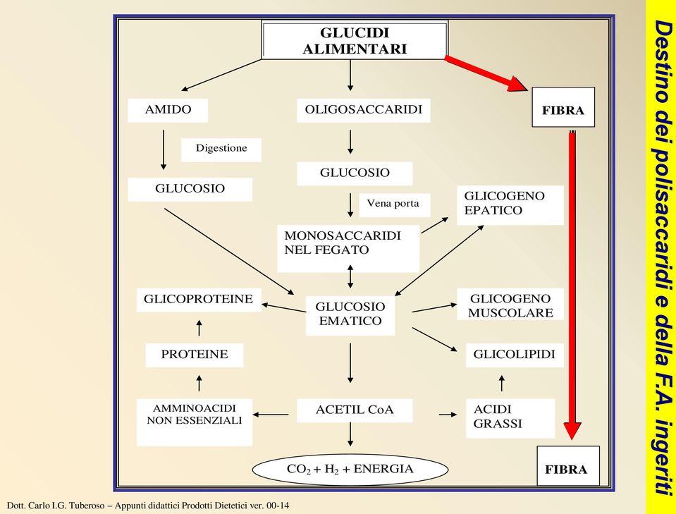 GLUCOSIO EMATICO ACETIL CoA CO 2 + H 2 + ENERGIA GLICOGENO EPATICO GLICOGENO